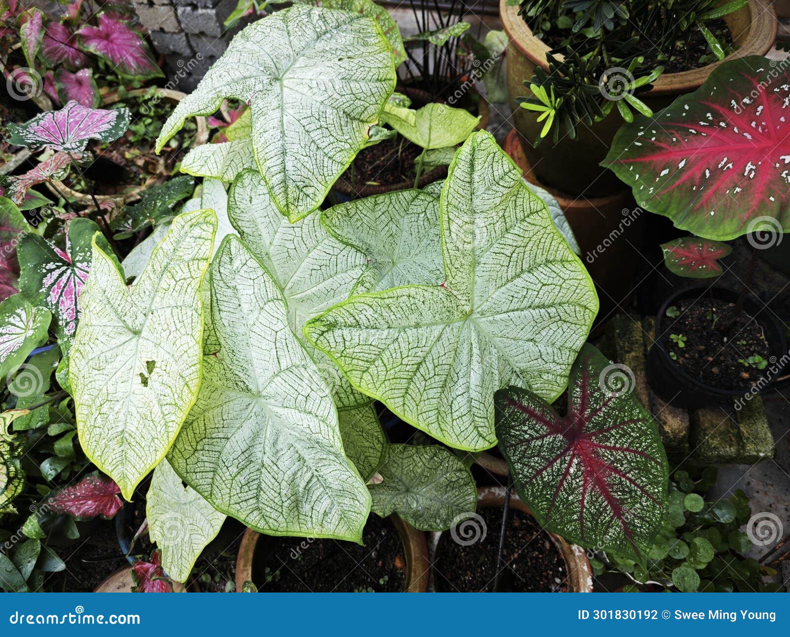 leafy caladium bicolor the white frost pattern.