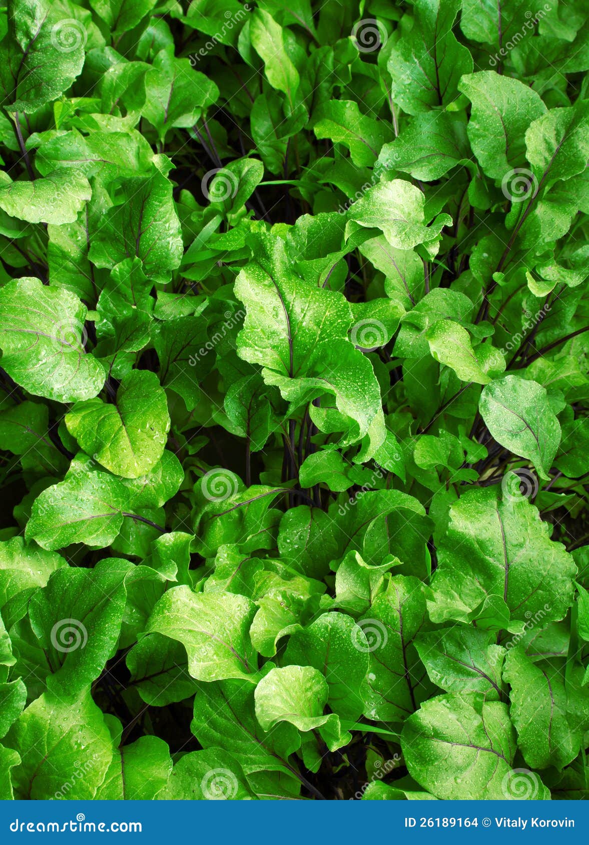 Leafy green background stock photo. Image of vivid, nature 26189164