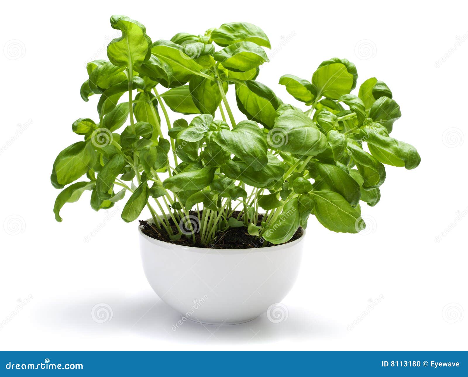 Leafy green basil plant stock photo. Image of foliage 8113180