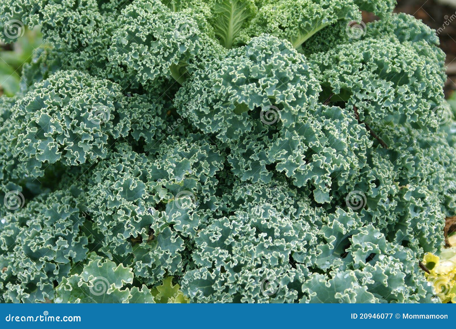 Leafy Green Kale stock image. Image of lemon, freshness 20946077