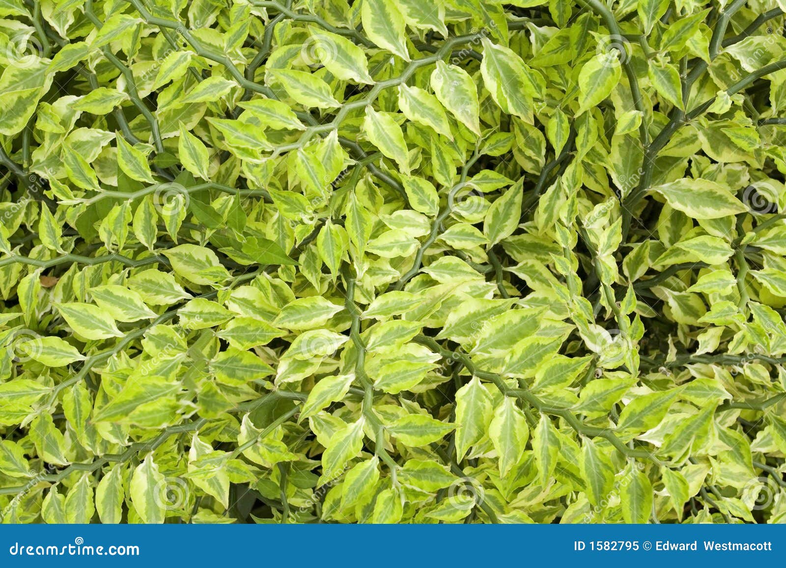 Leafy Green Plant Royalty Free Stock Photo Image 1582795