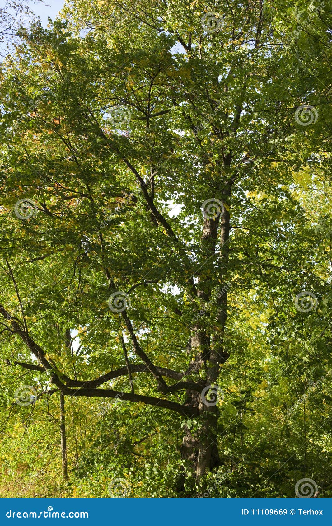 Arcane Scenery Large Light Green Tree 
