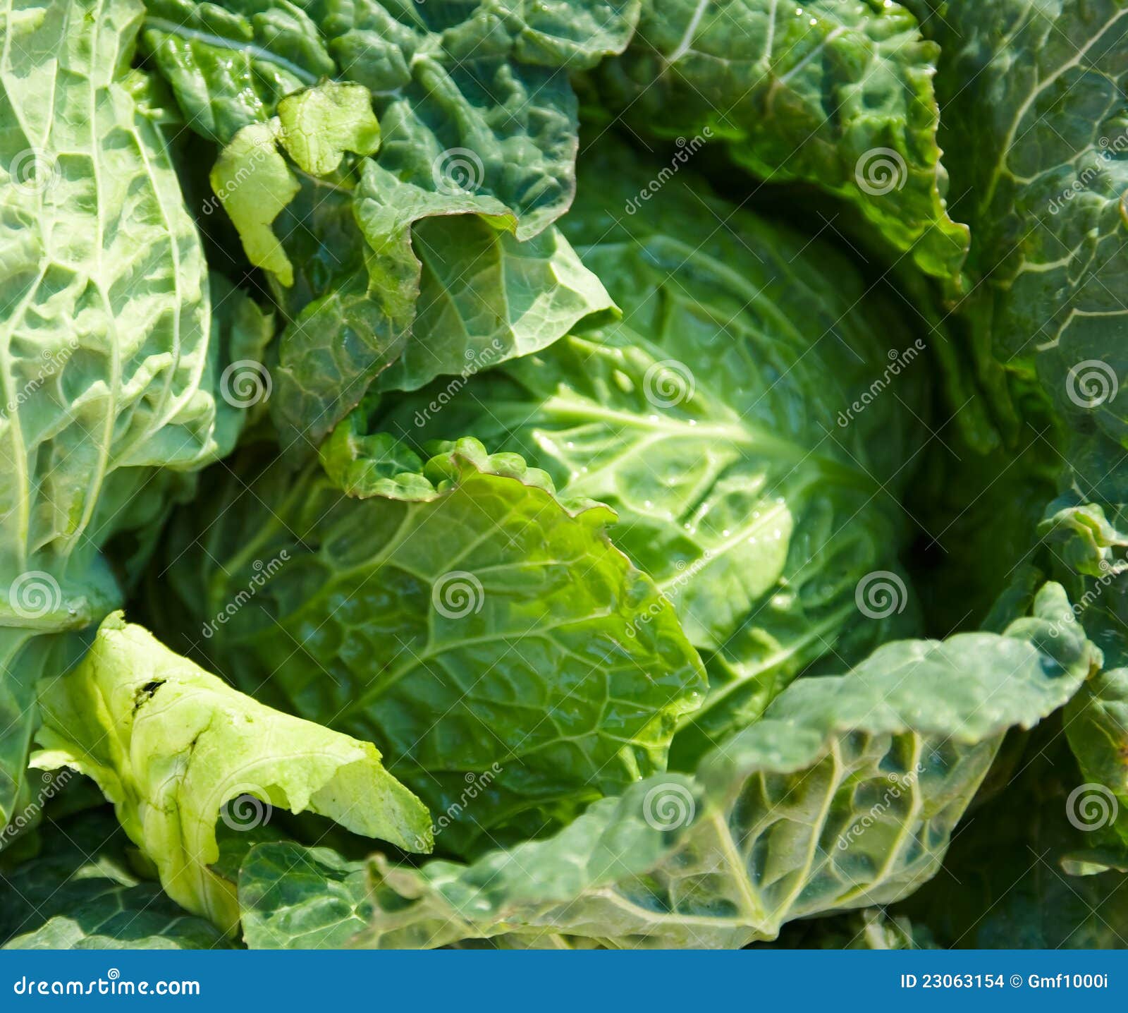 Leafy green vegetable stock photo. Image of lettuce, ingredient 23063154
