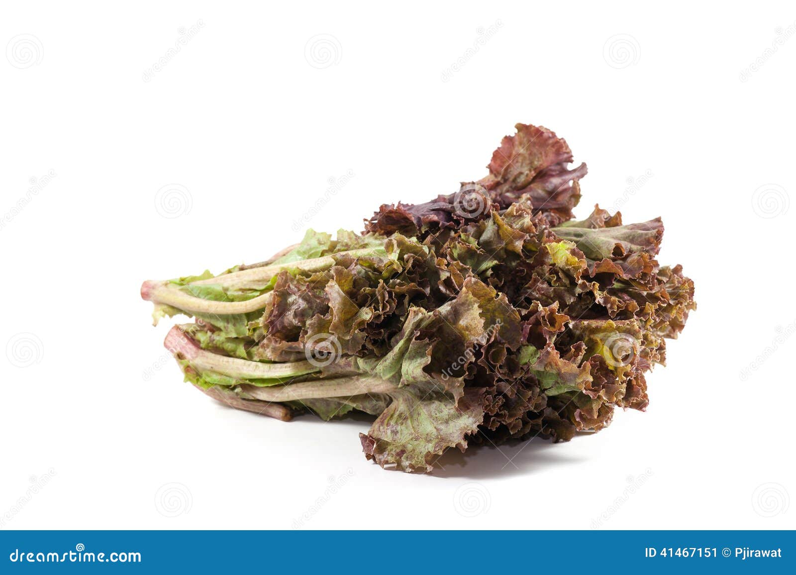 Leafy purple lettuce stock image. Image of healthy, ingredient 41467151