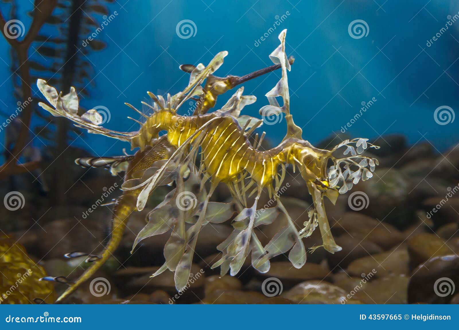 leafy sea dragon phycodurus
