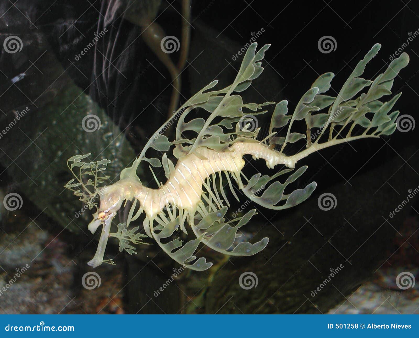 Leafy Seadragon Stock Photo Image Of Leaf Gliding Camouflage