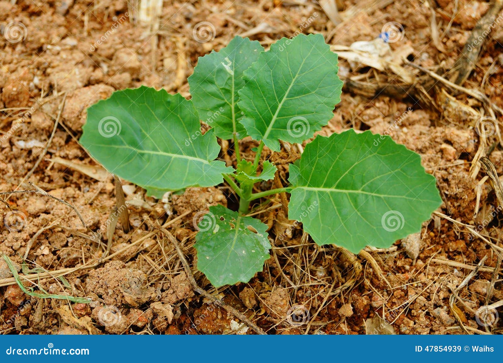 Leafy vegetables grow in the vegetable fields.