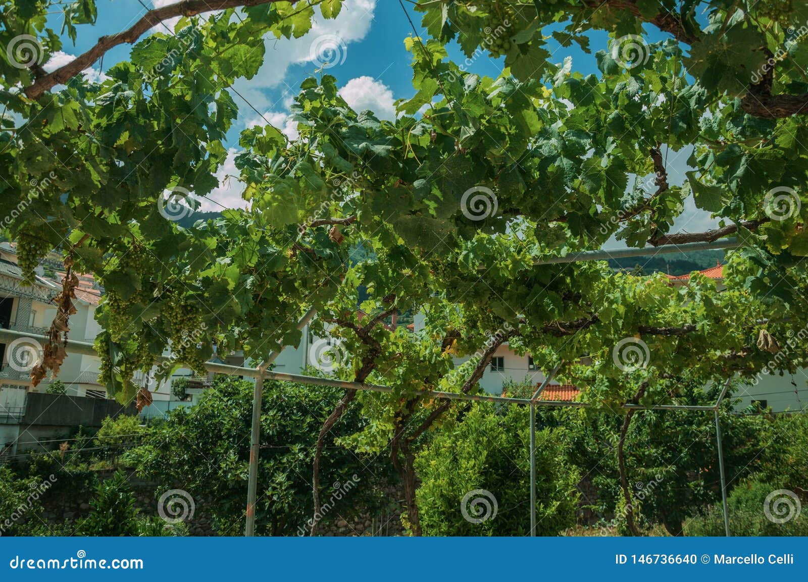 Leafy Vines with Bunches of Grape on Courtyard Stock Photo - Image of ...