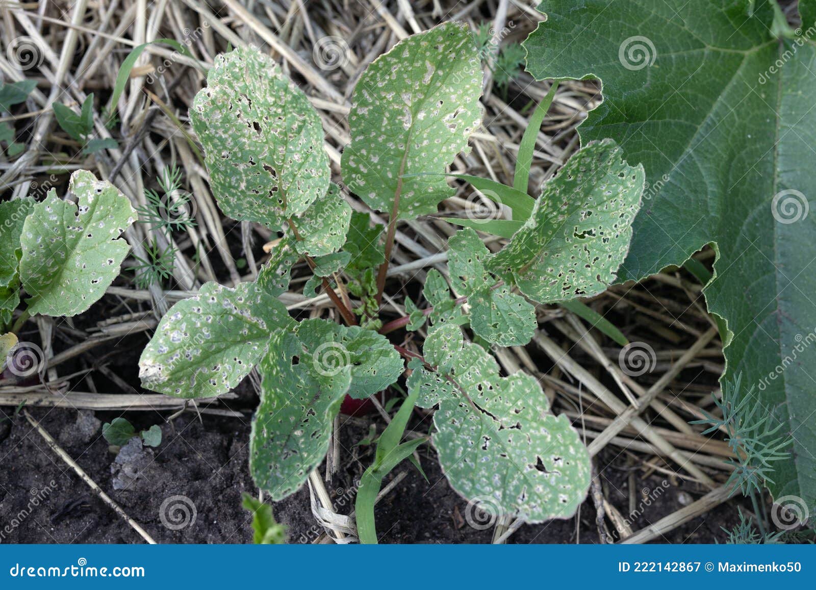 leaky radish leaves affected by leaf beetle or cruciferous flea. phyllotreta cruciferae plants pests