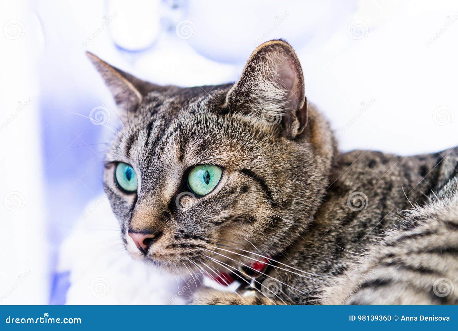 Lean and Athletic Bengal Cat with Blue Eyes Stock Photo Image of