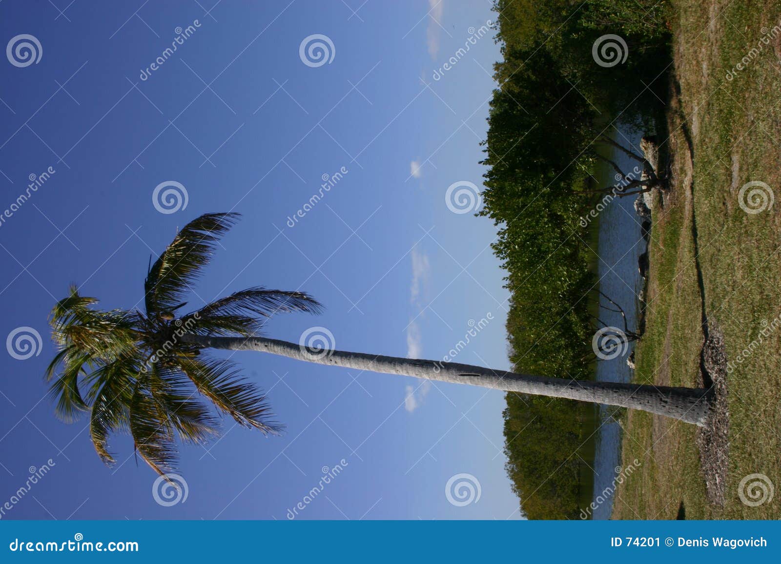 Leaning Palm stock image. Image of tropical, water, tree 74201