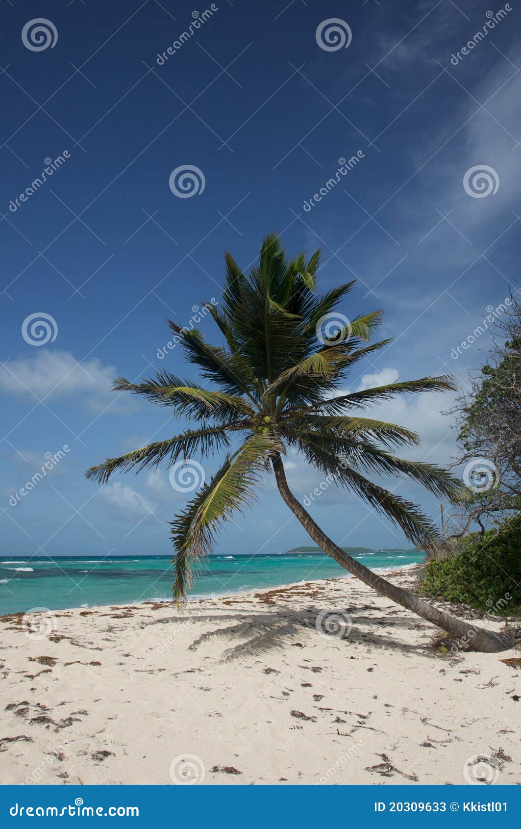 Leaning Palm Tree on the Beach Stock Image Image of fronds, island