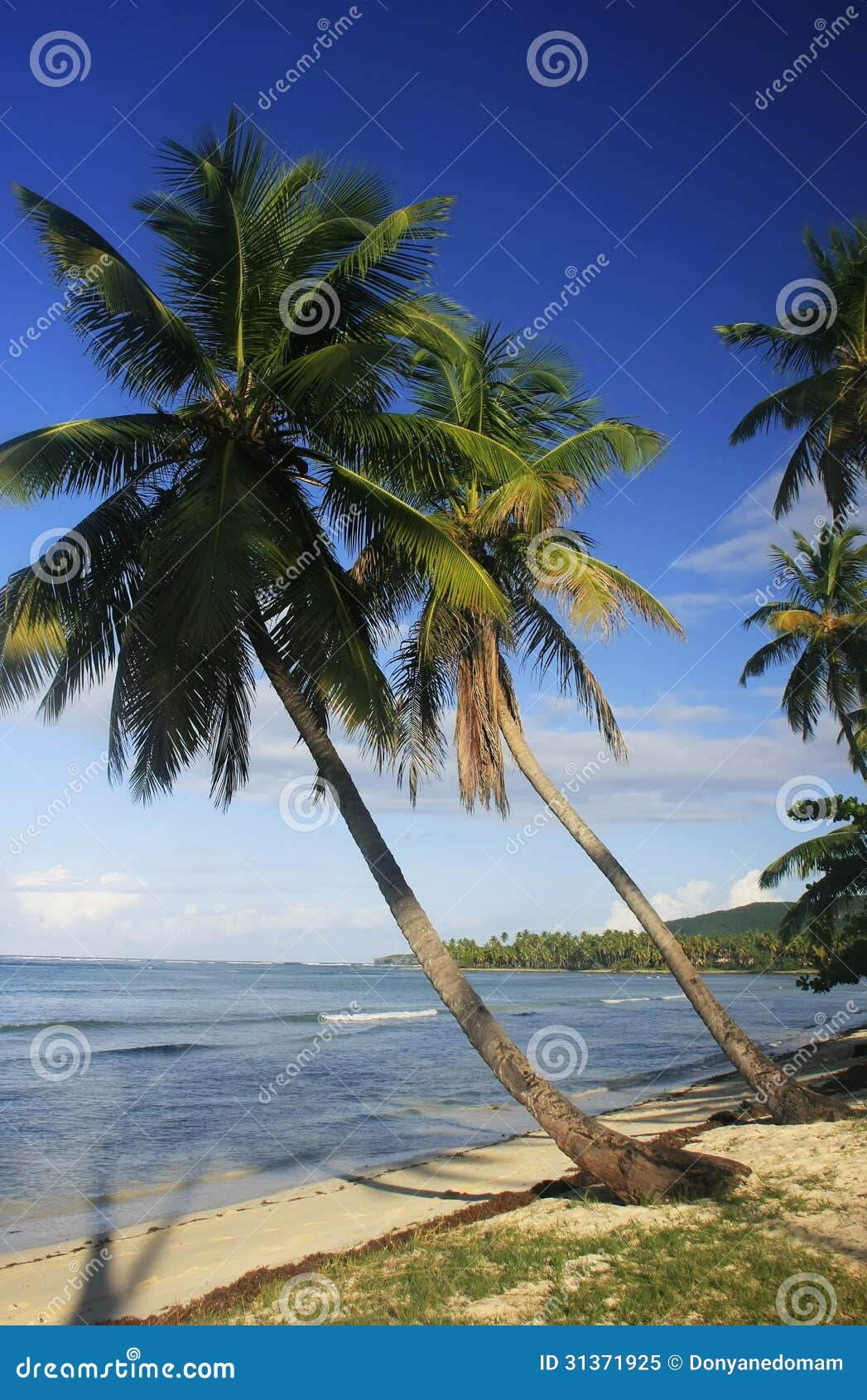 Leaning Palm Trees at Las Galeras Beach, Samana Peninsula Stock Image ...