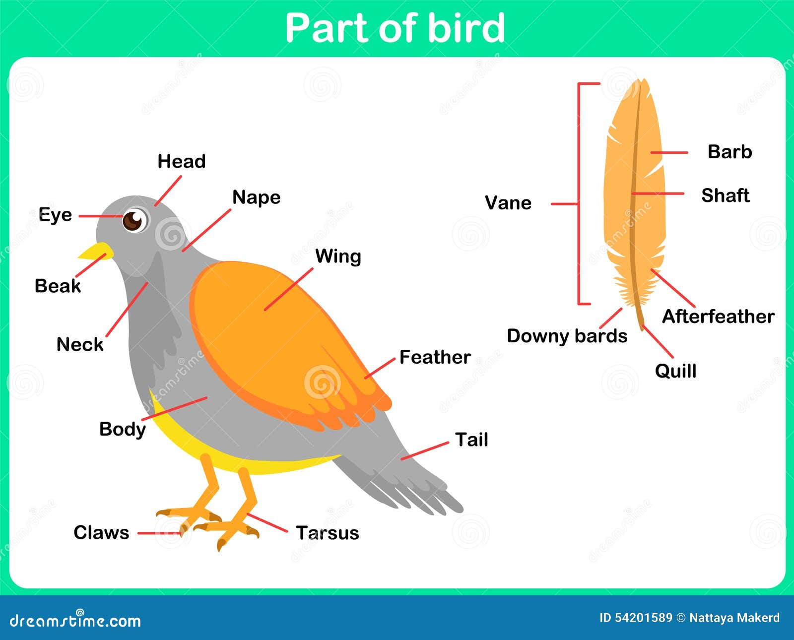 Leaning Parts Of Bird For Kids - Worksheet Stock Vector - Image: 54201589