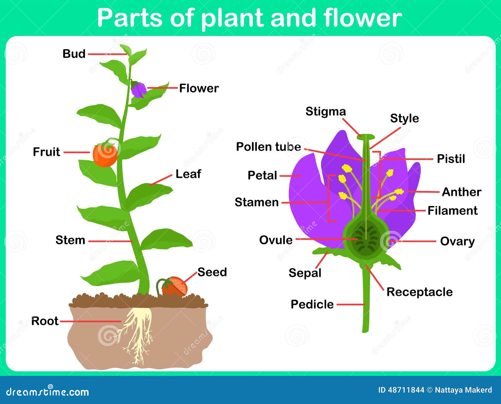 leaning parts of plant and flower for kids