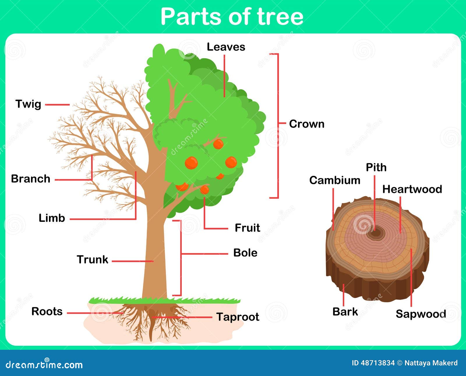 leaning parts of tree for kids