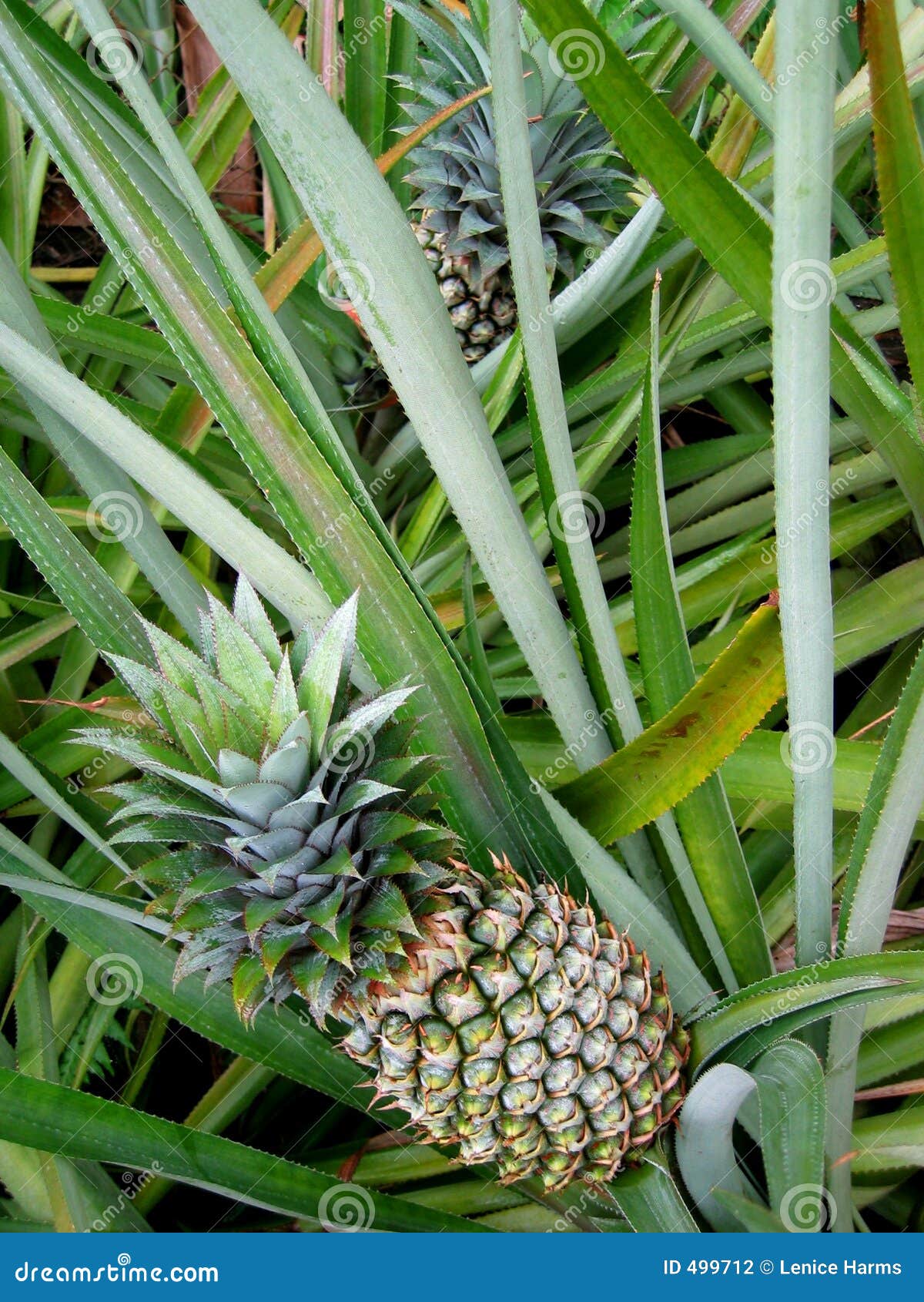 Leaning pineapples stock photo. Image of fruits, pineapple 499712