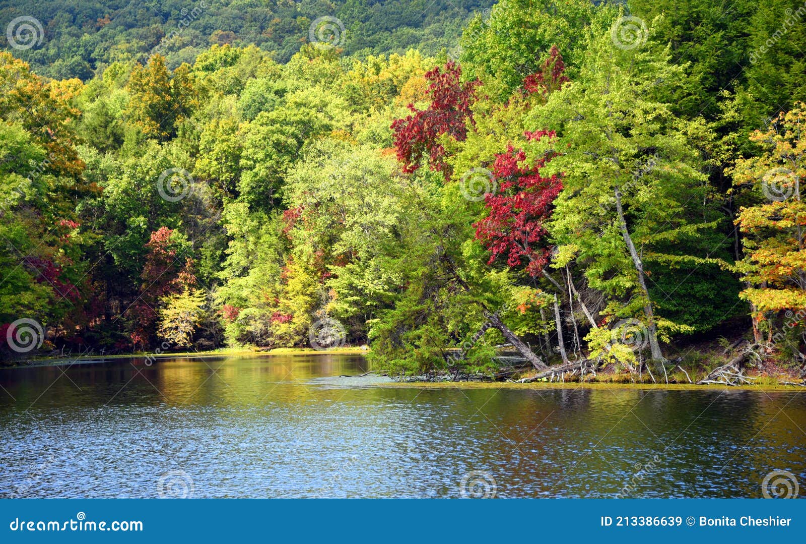 leaning tree over bays mountain lake