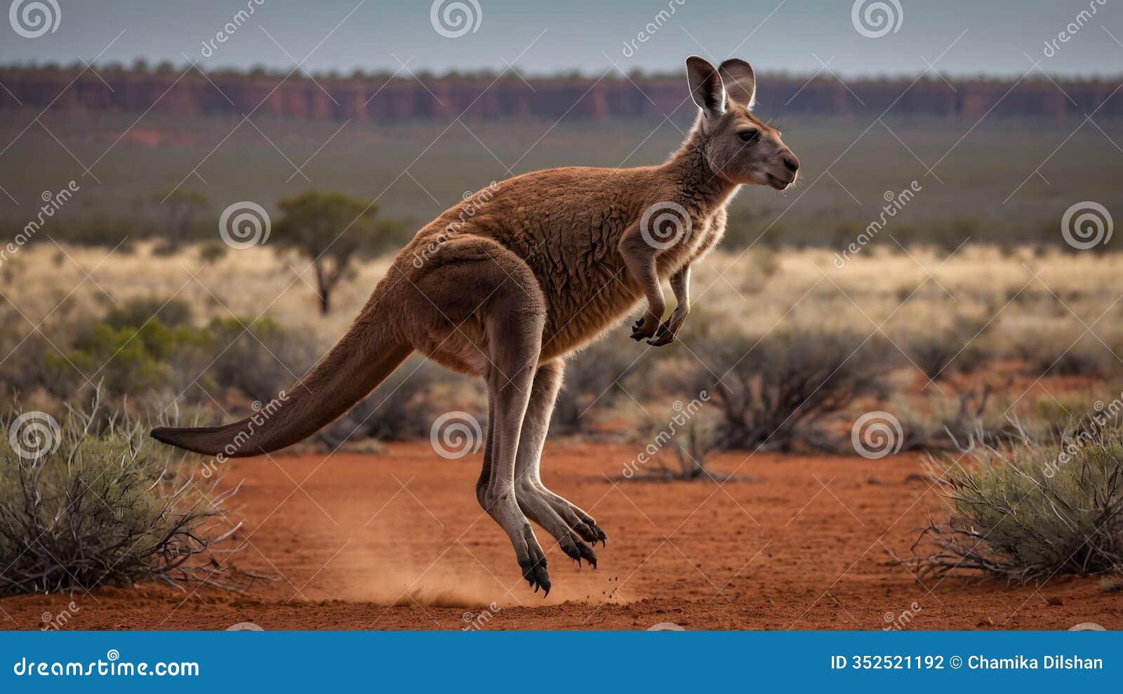 leap of freedom: a kangaroo in full motion across the outback