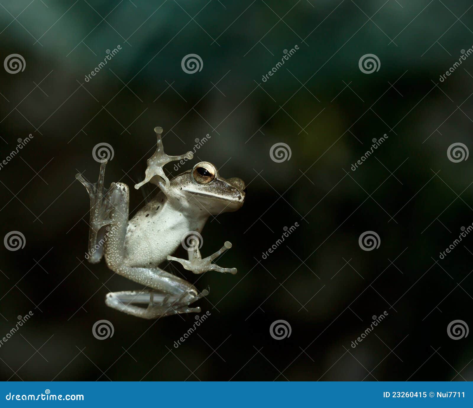 A Leap Frog on Glass Window Stock Image Image of exotic, looking