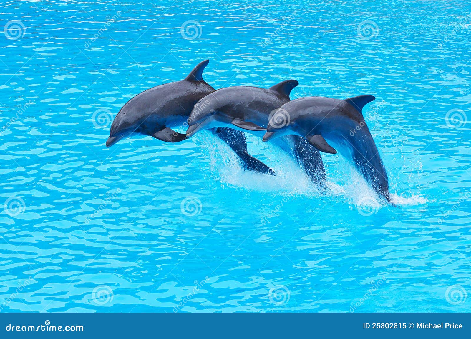 Leaping Bottlenose Dolphins Tursiops Truncatus Stock Image Image Of Living Aquatic 25802815