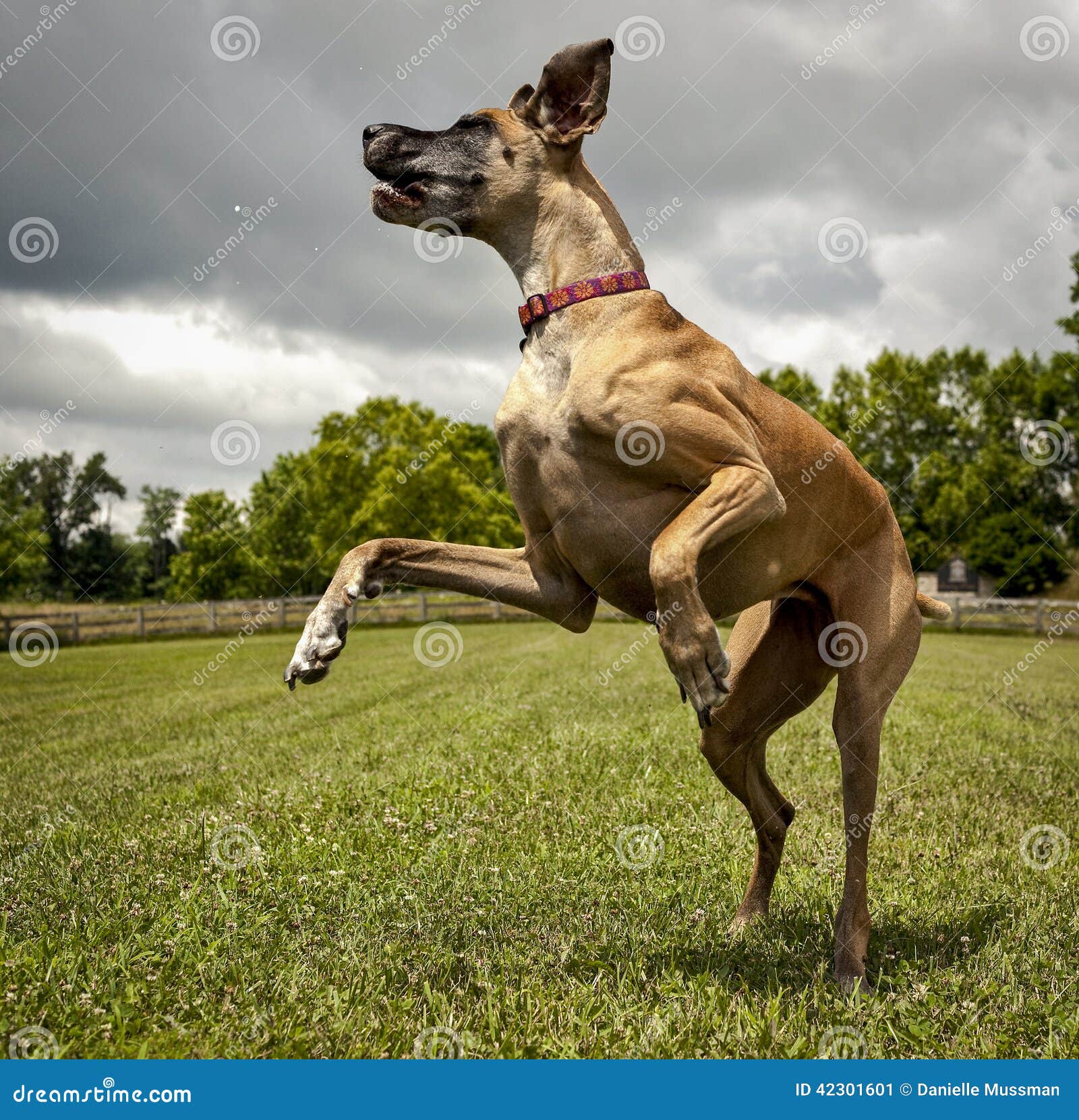 Great hotsell dane jumping