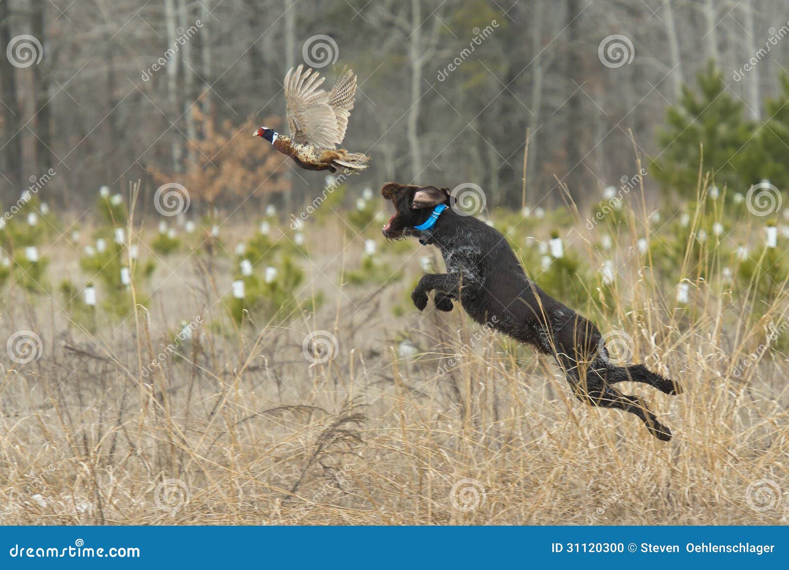leaping hunting dog