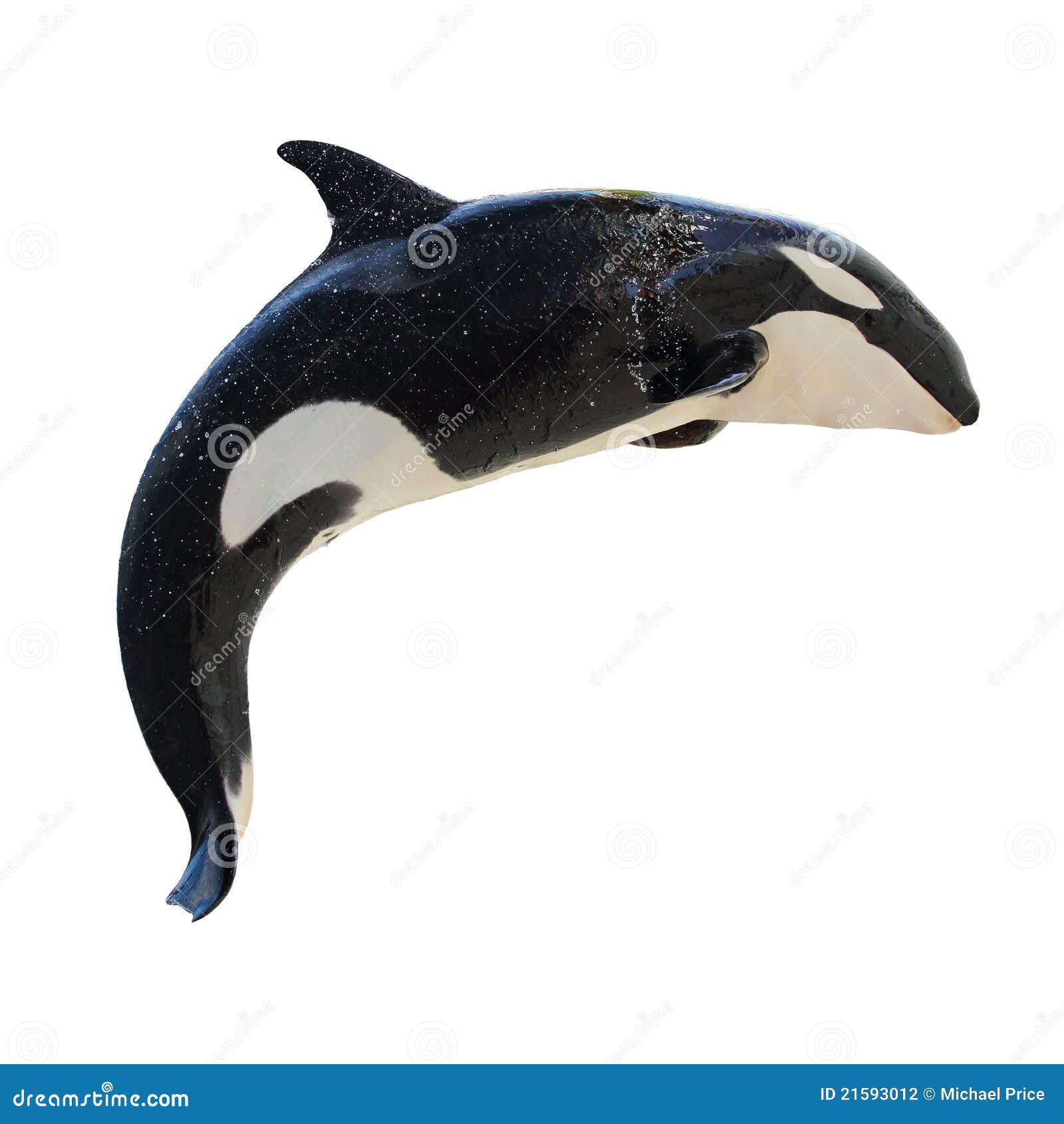 leaping killerwhale, orcinus orca