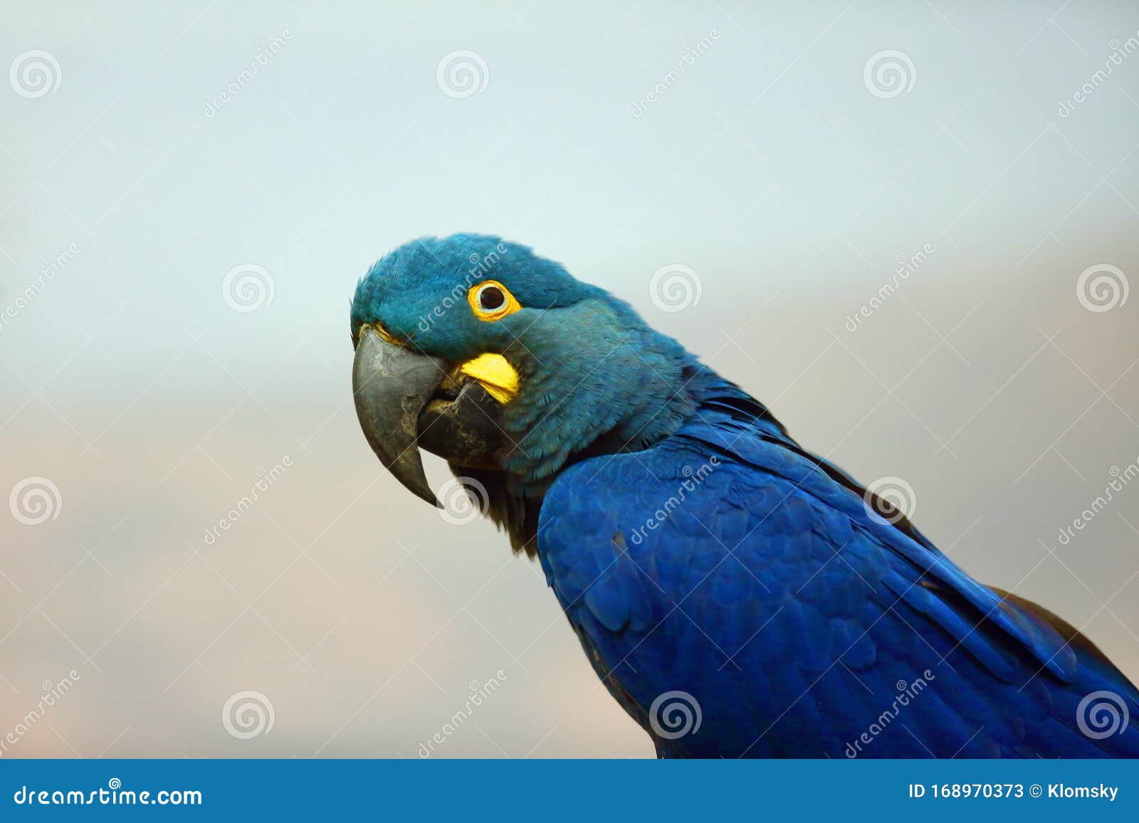 lear`s macaw anodorhynchus leari, also known as the indigo macaw, portrait with white background.  blue macaw postrait