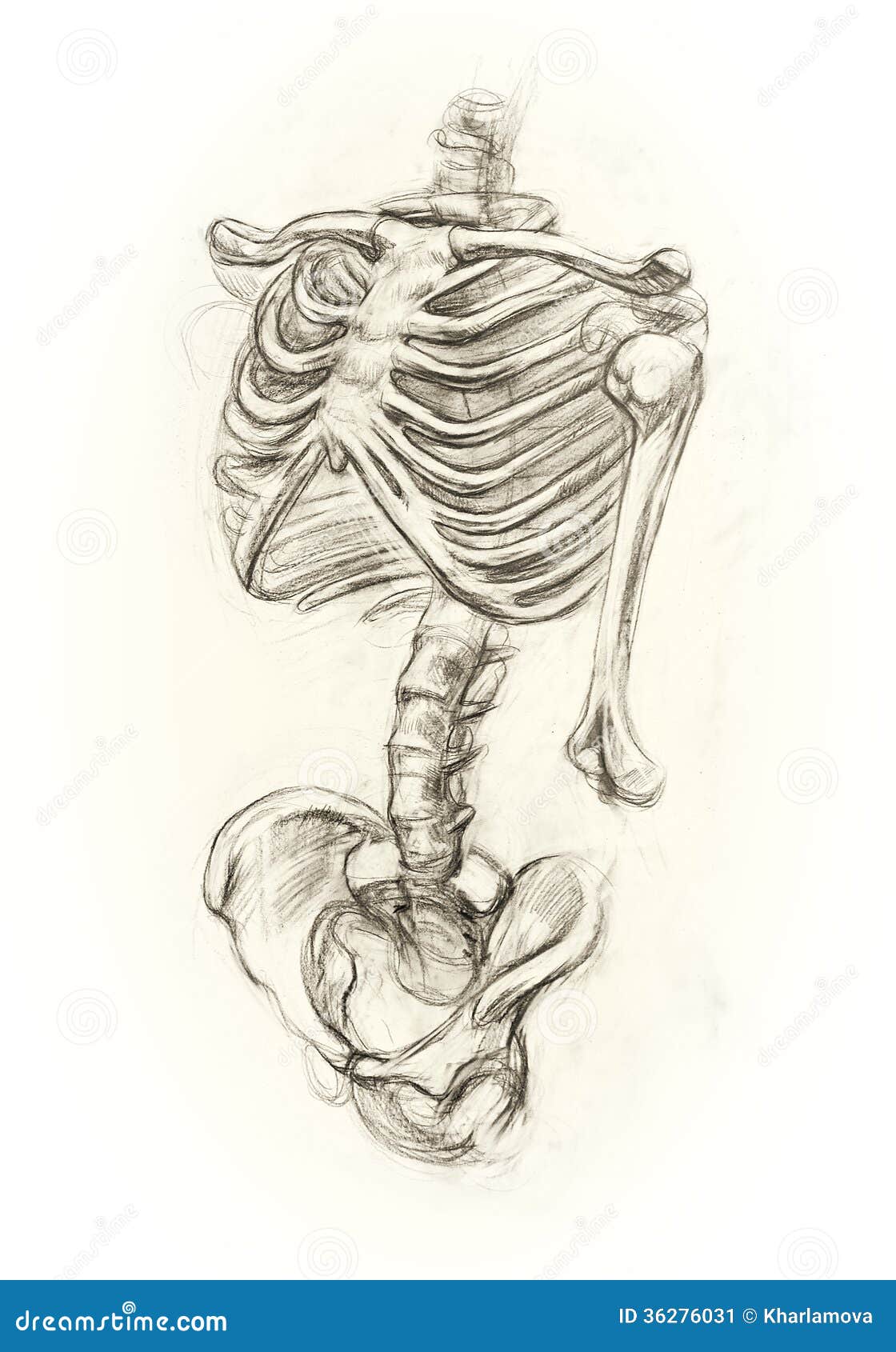 cute line drawing of a dancing skeleton Stock Vector Image  Art  Alamy