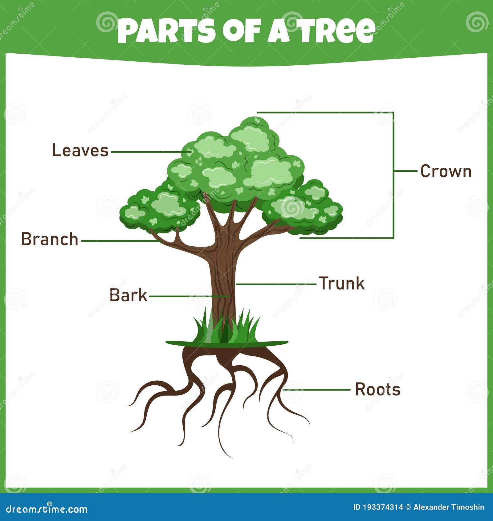 Learning Parts of a Tree. Education Worksheet. Stock Vector Throughout Parts Of A Tree Worksheet