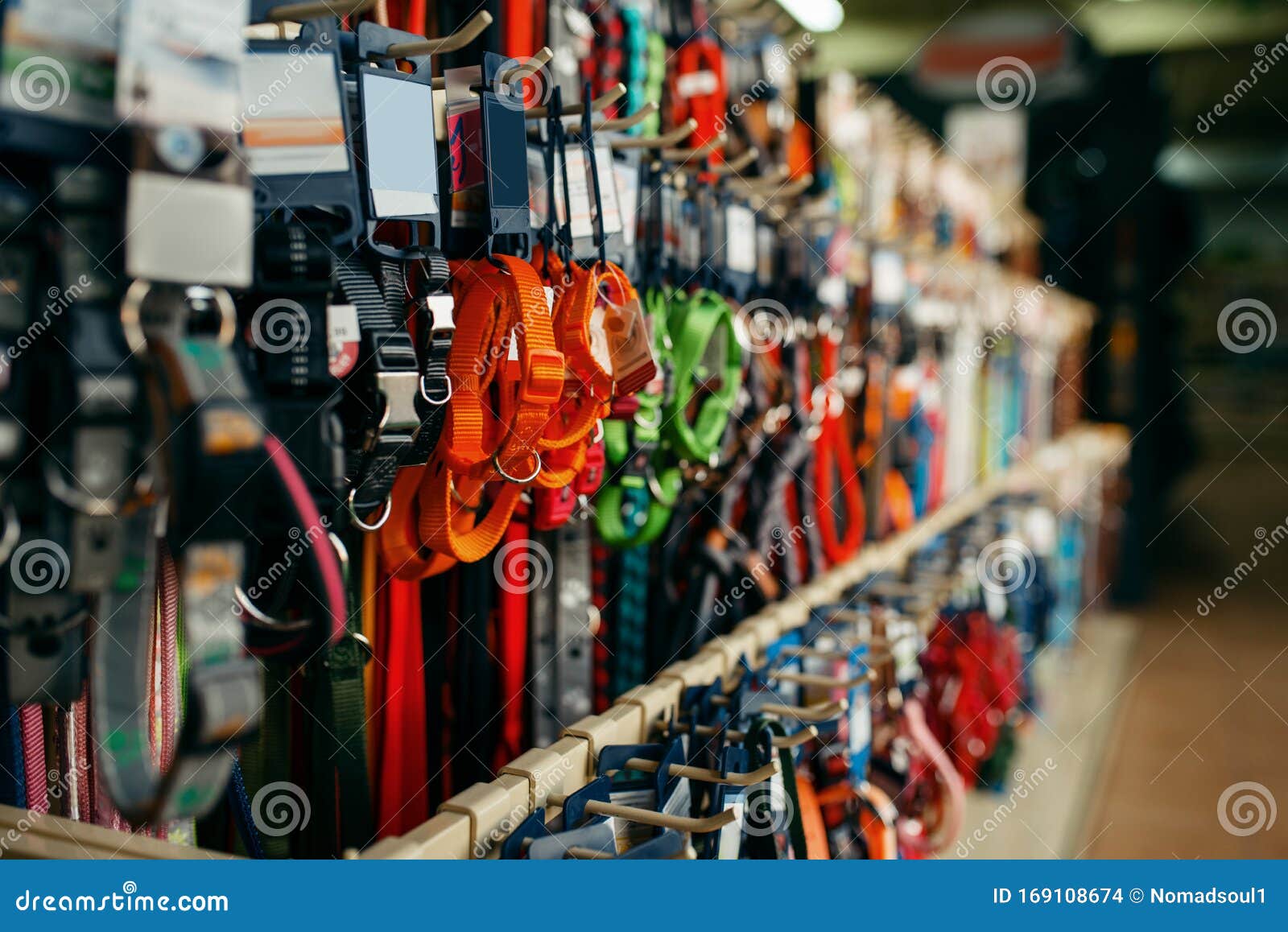 Leashes Collars Variety on Pet Stock Photo - Image of leash: 169108674