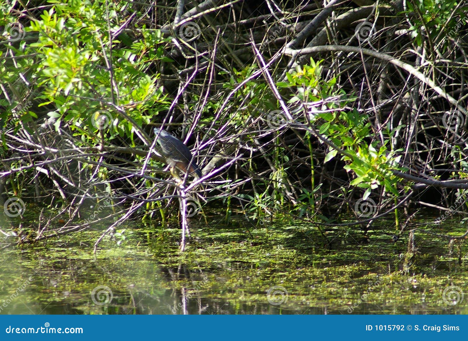 Least Bittern Fishing stock photo. Image of wildlife, green 1015792