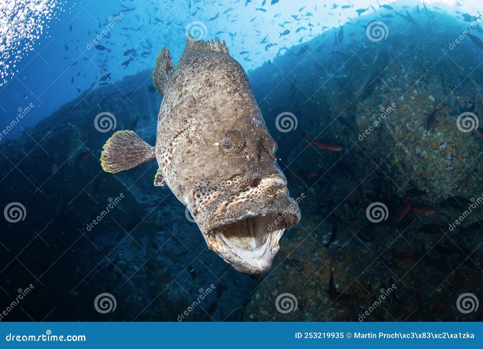 leather bass, zero cuero, malpelo island