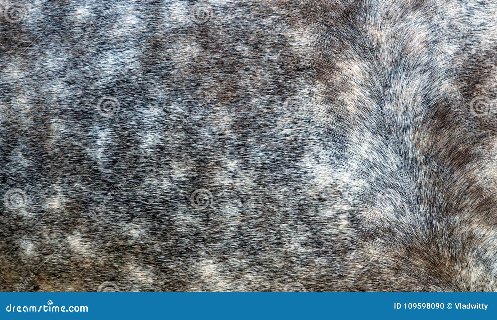 Pattern Horse Skin Background Texture. Stock Photo Image of animal