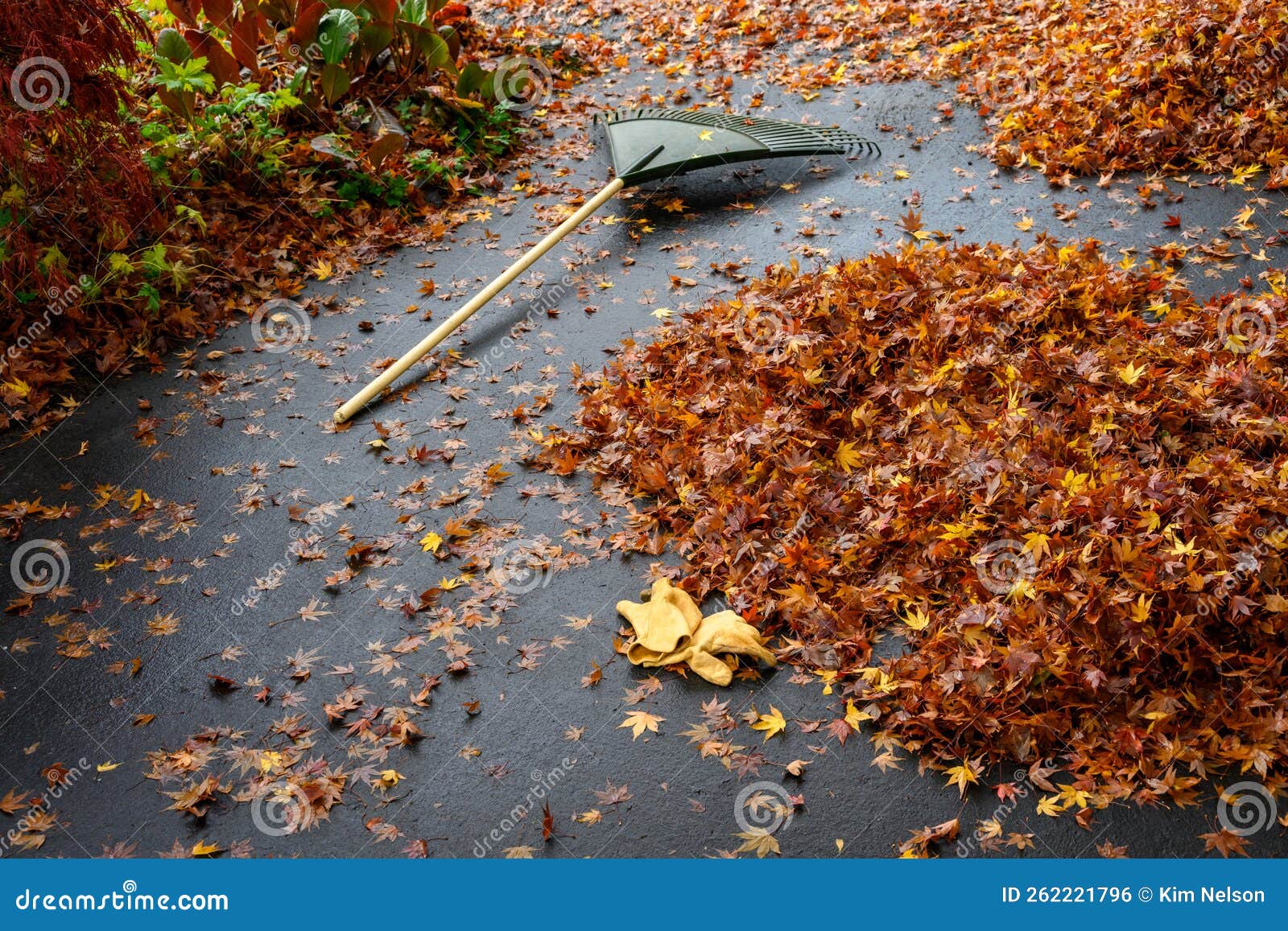 Leather Work Gloves and Plastic Rake with Lots of Wet Maple Leaves