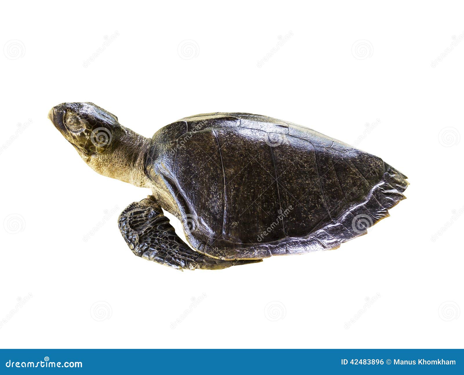 Leatherback Sea Turtle on White Stock Photo - Image of conservation ...