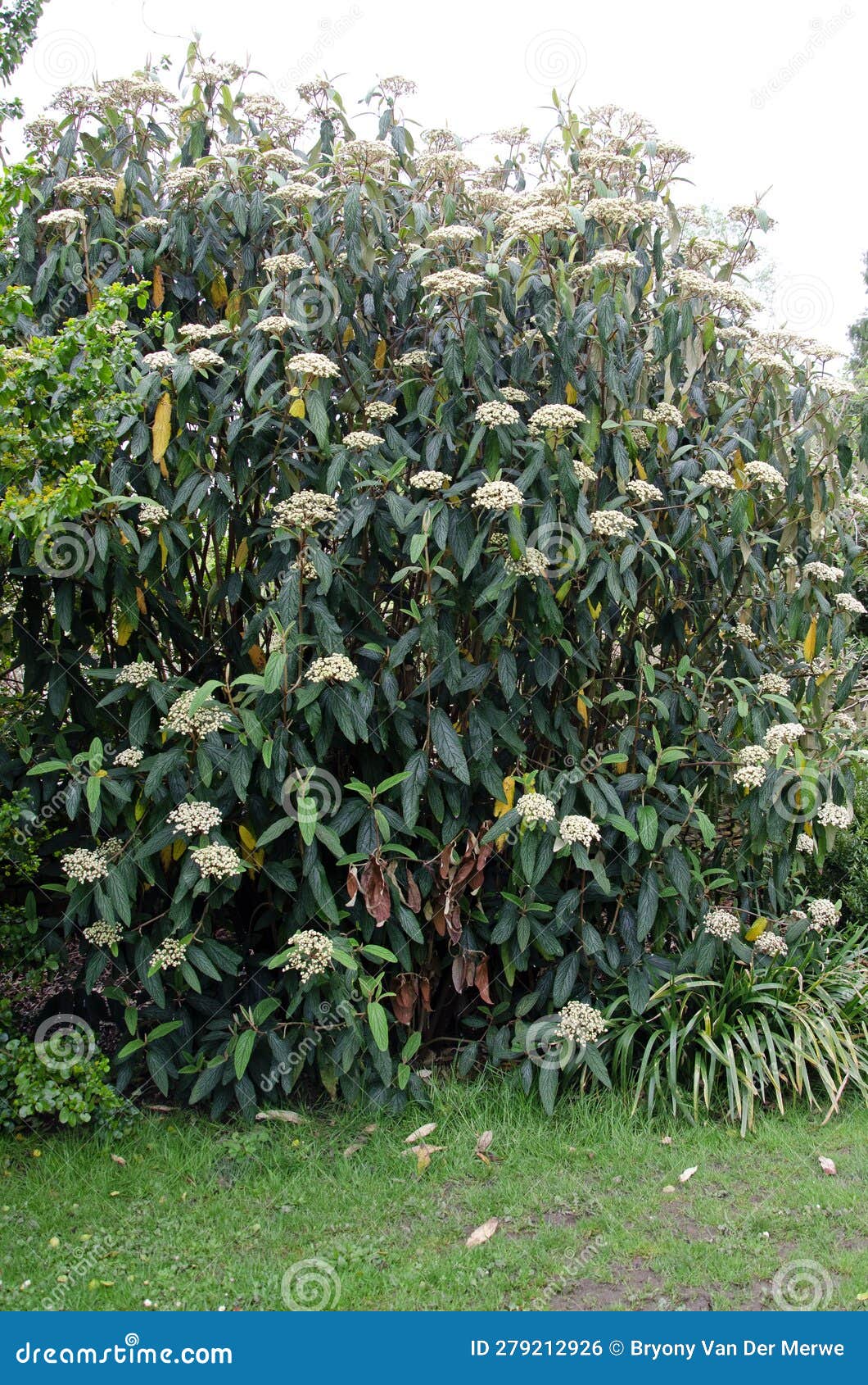 leatherleaf viburnum in bloom. viburnum rhytidophyllum