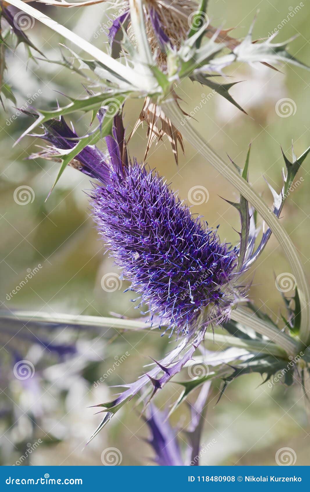 Leavenworth S刺芹花库存照片 图片包括有杨柳 按钮 传记 特写镜头 年度