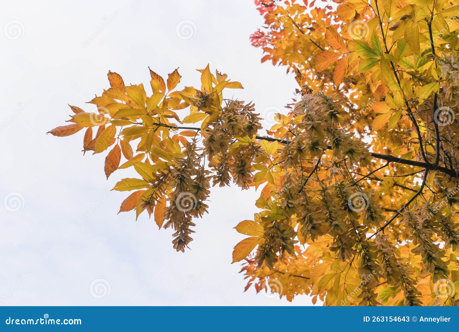Leaves of Acer Negundo, the Box Elder, Boxelder Maple Stock Image