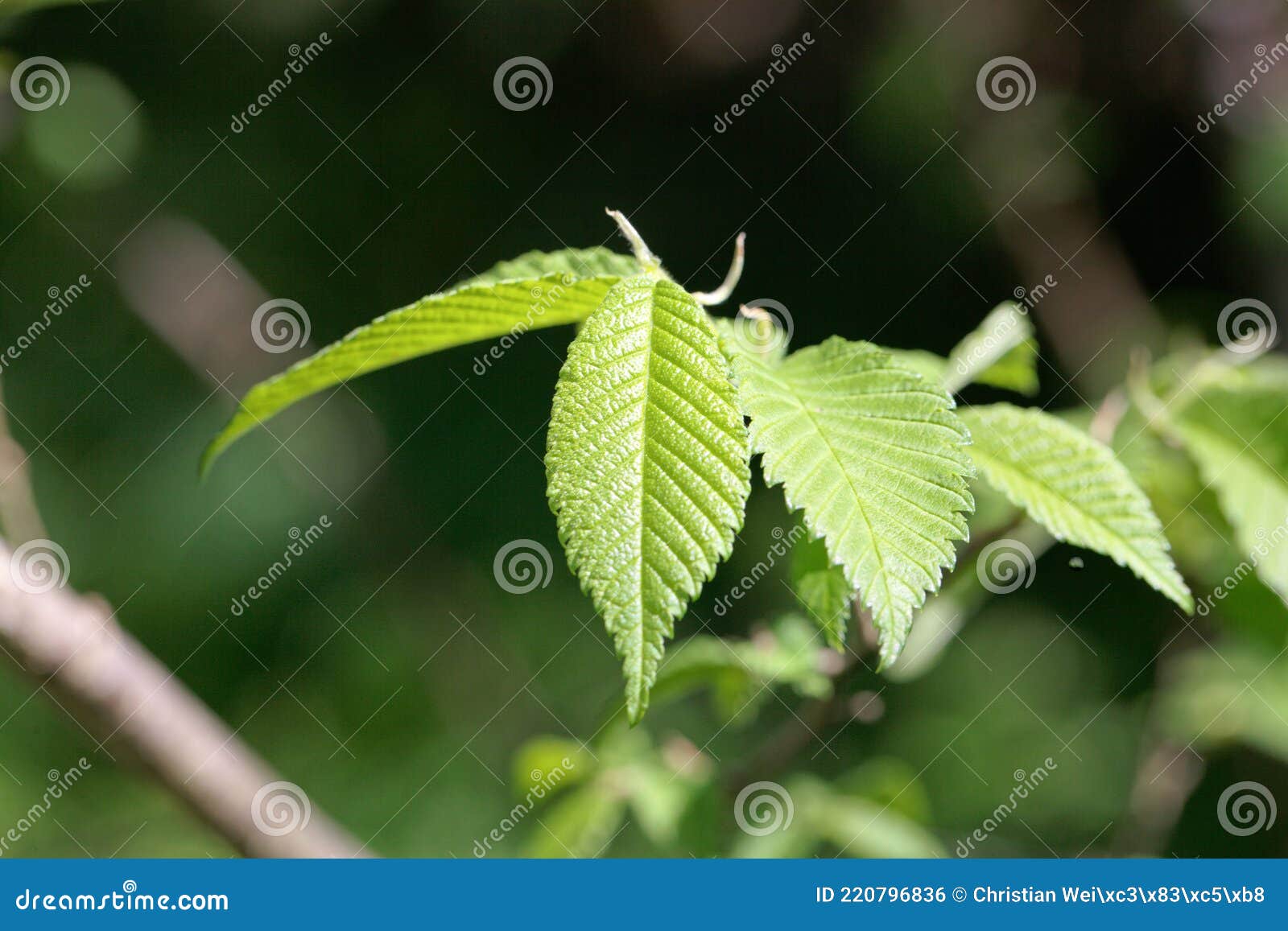 leaves of an american elm, ulmus americana