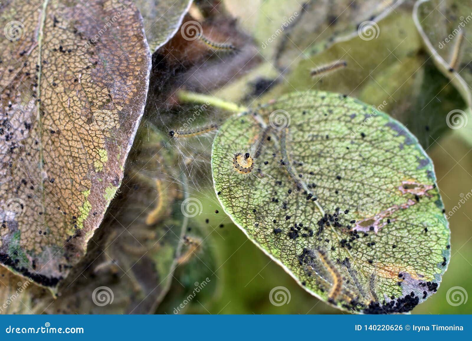 The Leaves of the Apple Tree are Affected by Caterpillars. Stock Photo