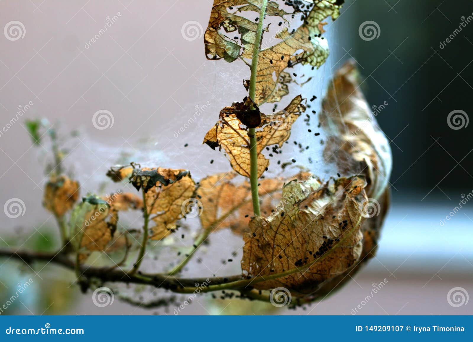 The Leaves of the Apple Tree are Affected by Caterpillars. Stock Image