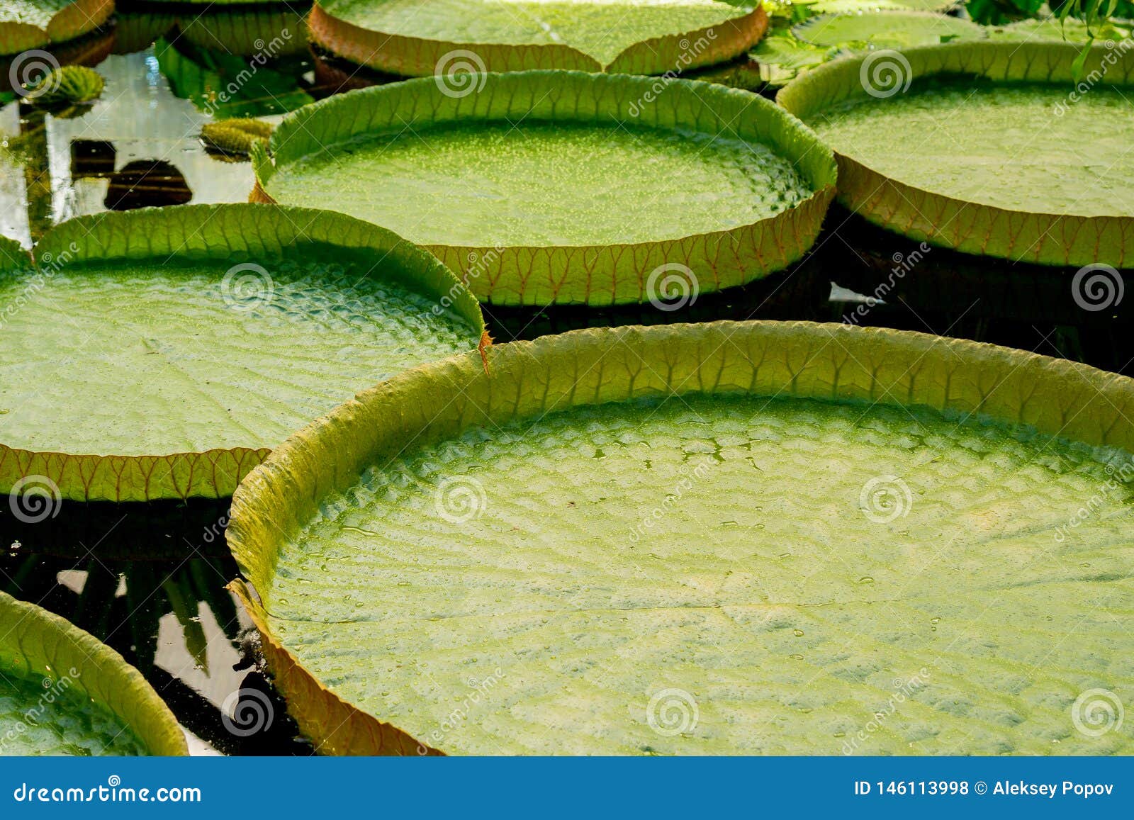 Leaves Aquatic Plants Victoria Stock Photo Image of green, bloom