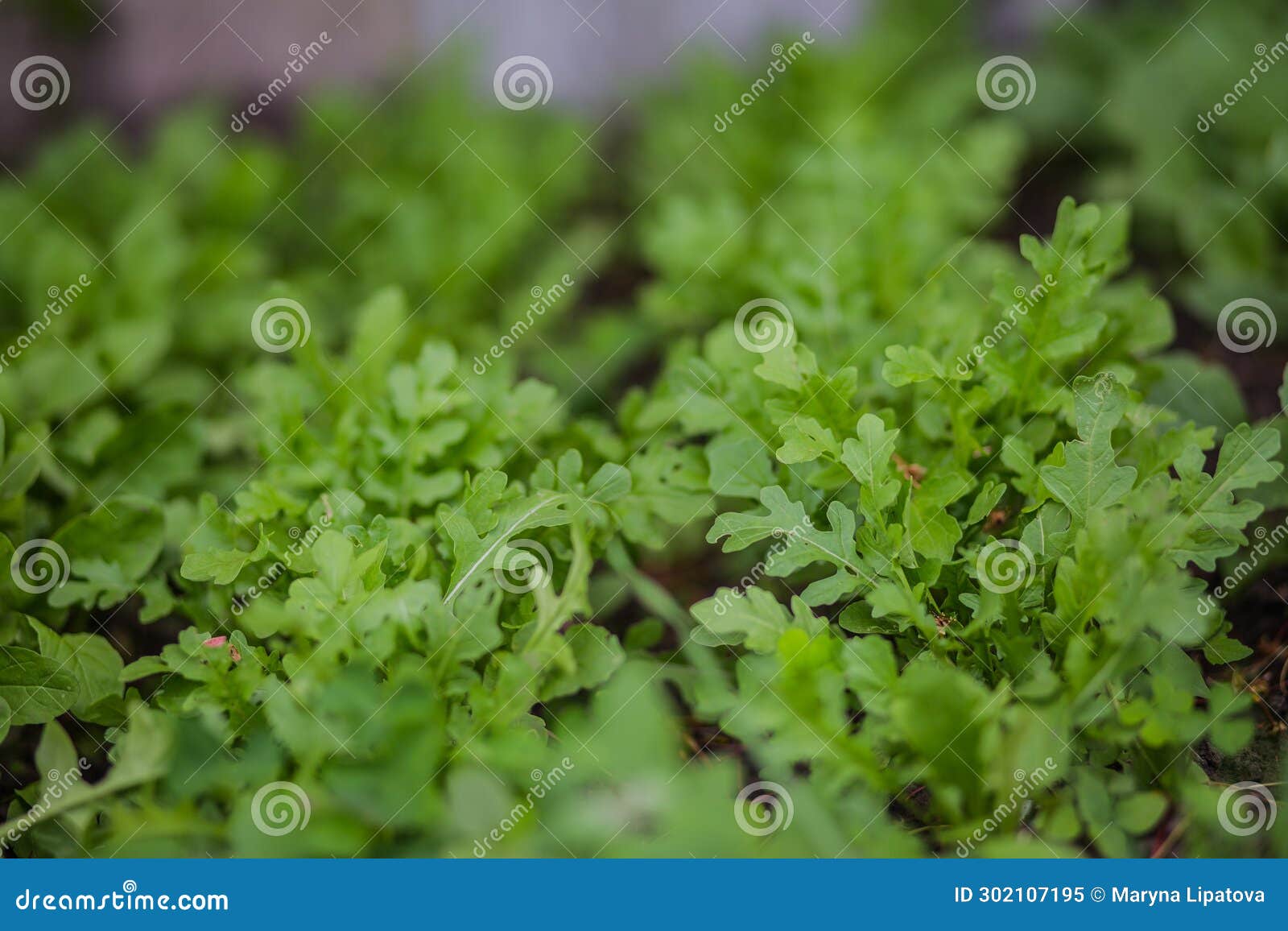 leaves of arugula in the rays of the setting sun. green fresh leaves in garden in village. non-gmo diet product