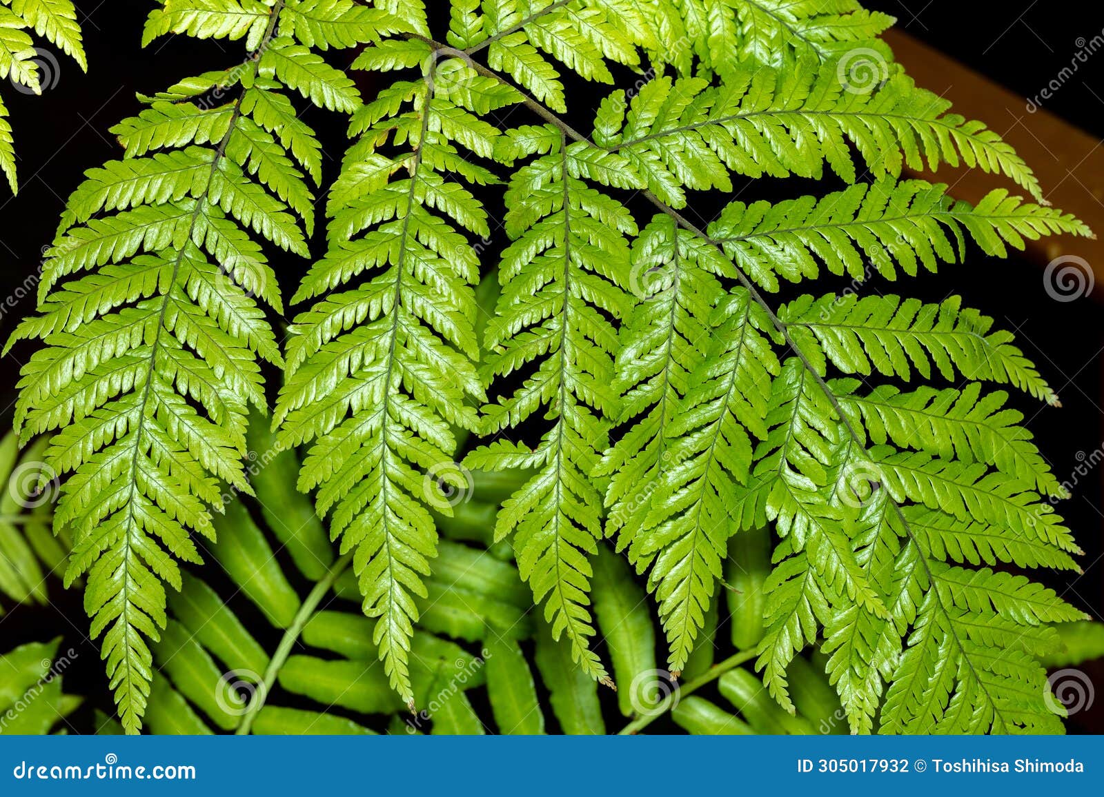 leaves of athyrium niponicum, a type of fern.