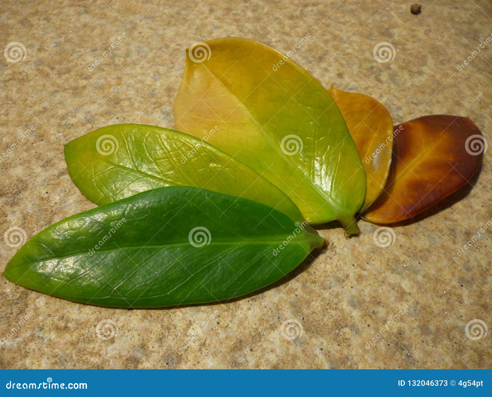 leaves with different colours representing season changes