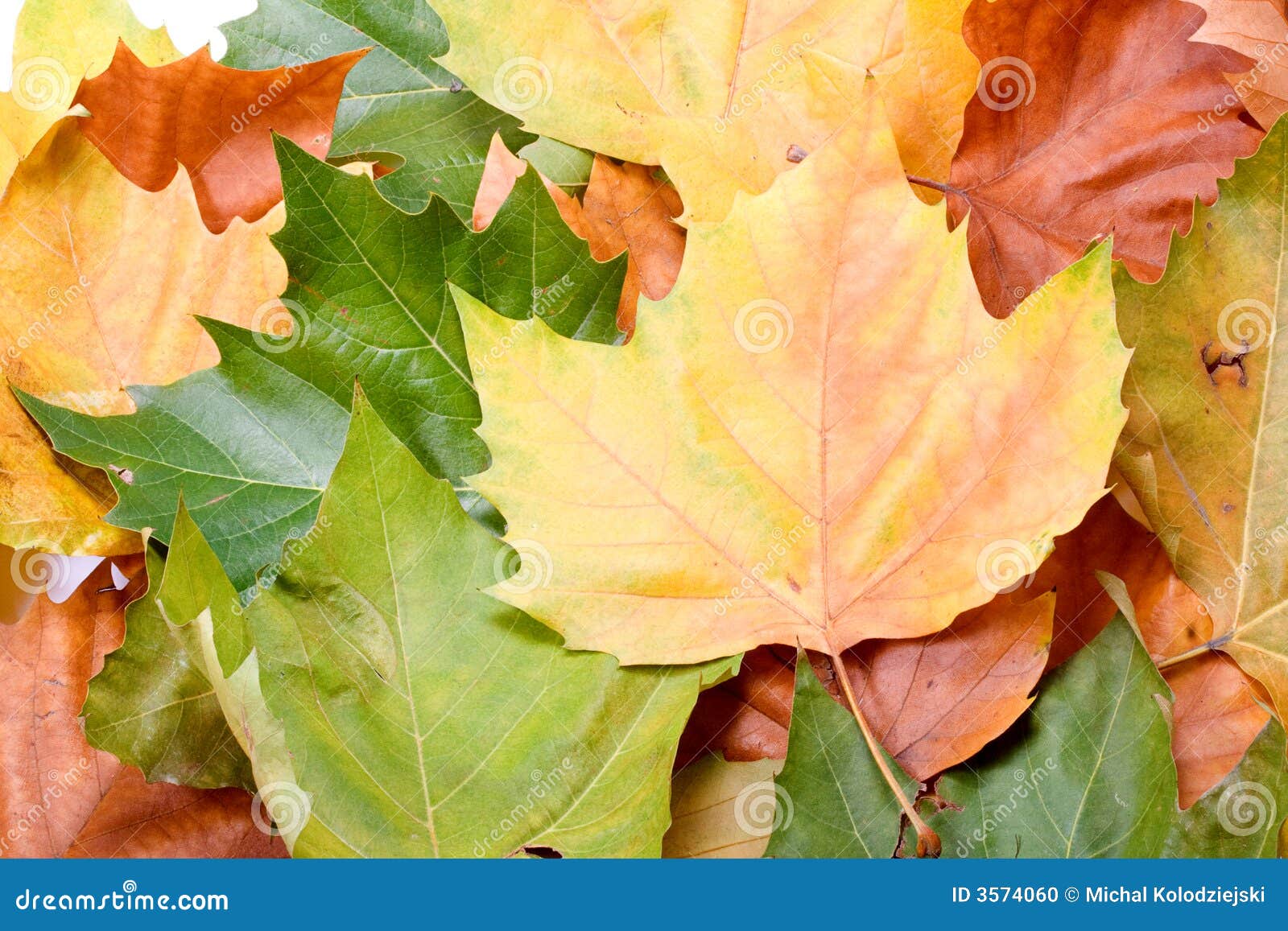 Leaves in autumn colors stock photo. Image of green, process - 3574060