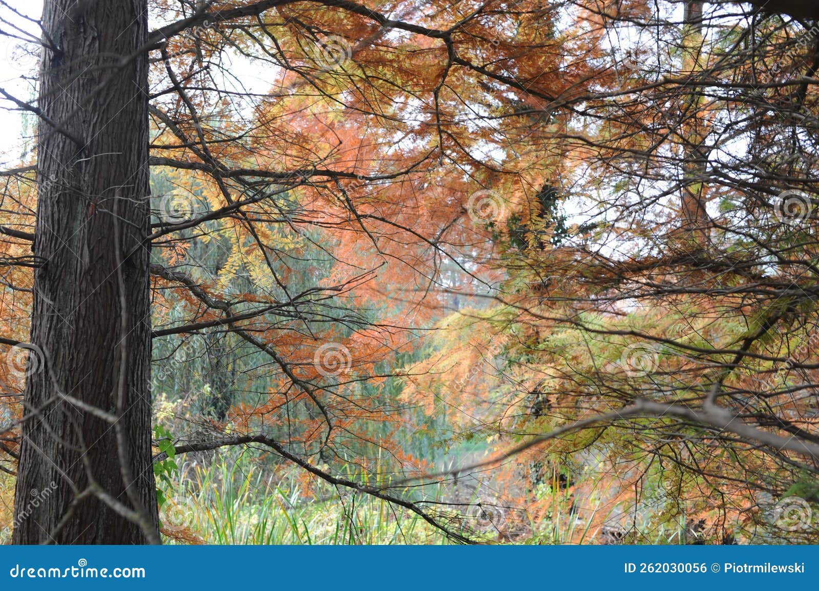 leaves of bald swamp, white, red, gulf cypress, cyprÃÂ¨s chauve, cipre, tidewater red cypress tree in autumn or fall in louisiana