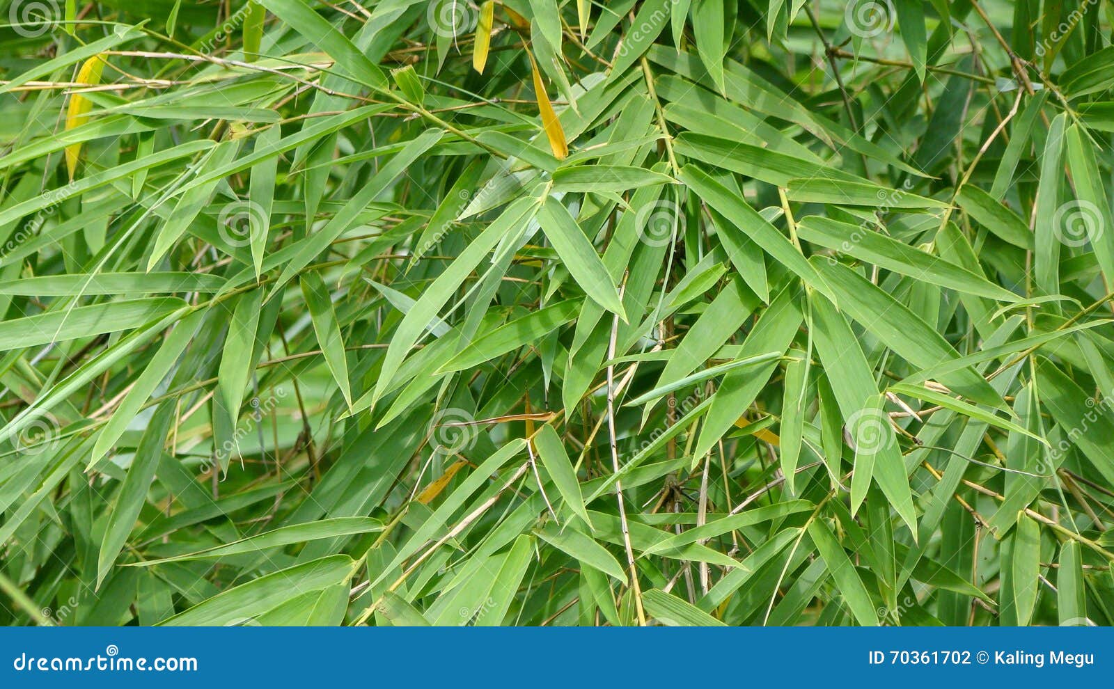 Leaves of bamboo plant stock photo. Image of bamboo, tree 70361702